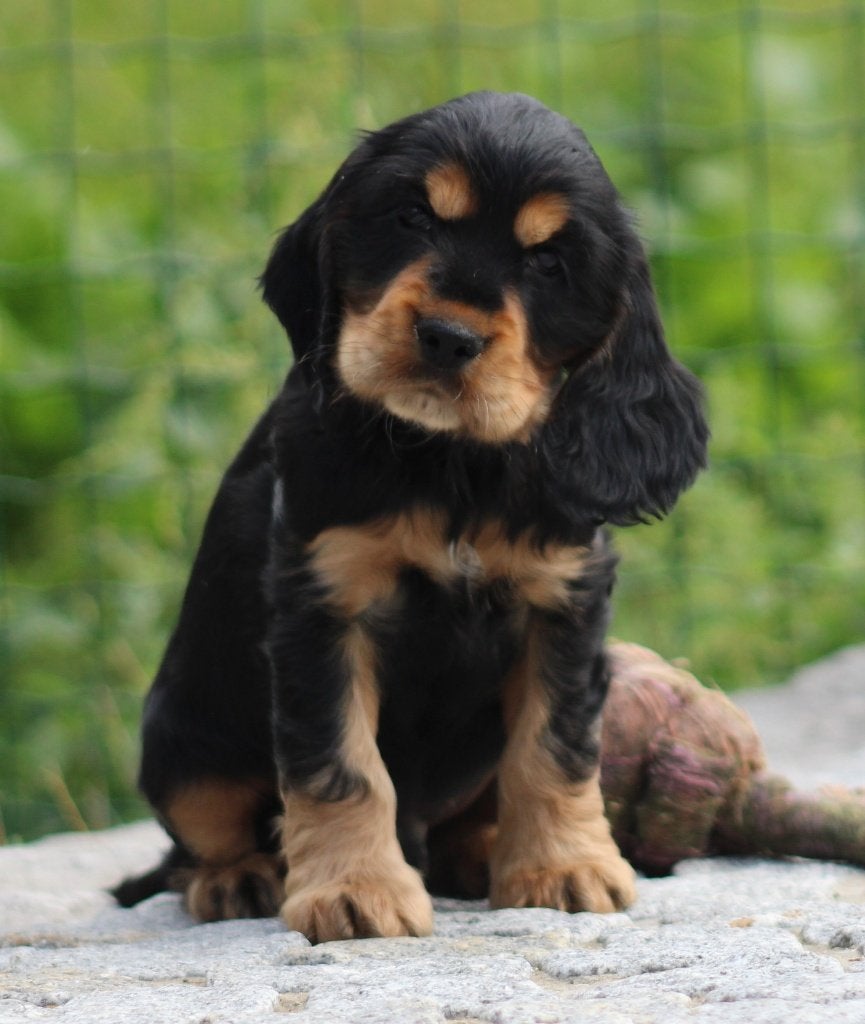 Chiot Cocker anglais, Animaux & Accessoires, Chiens | Retrievers, Épagneuls & Chiens d'eau, Chien (mâle), Maladie de Carré (chiens)