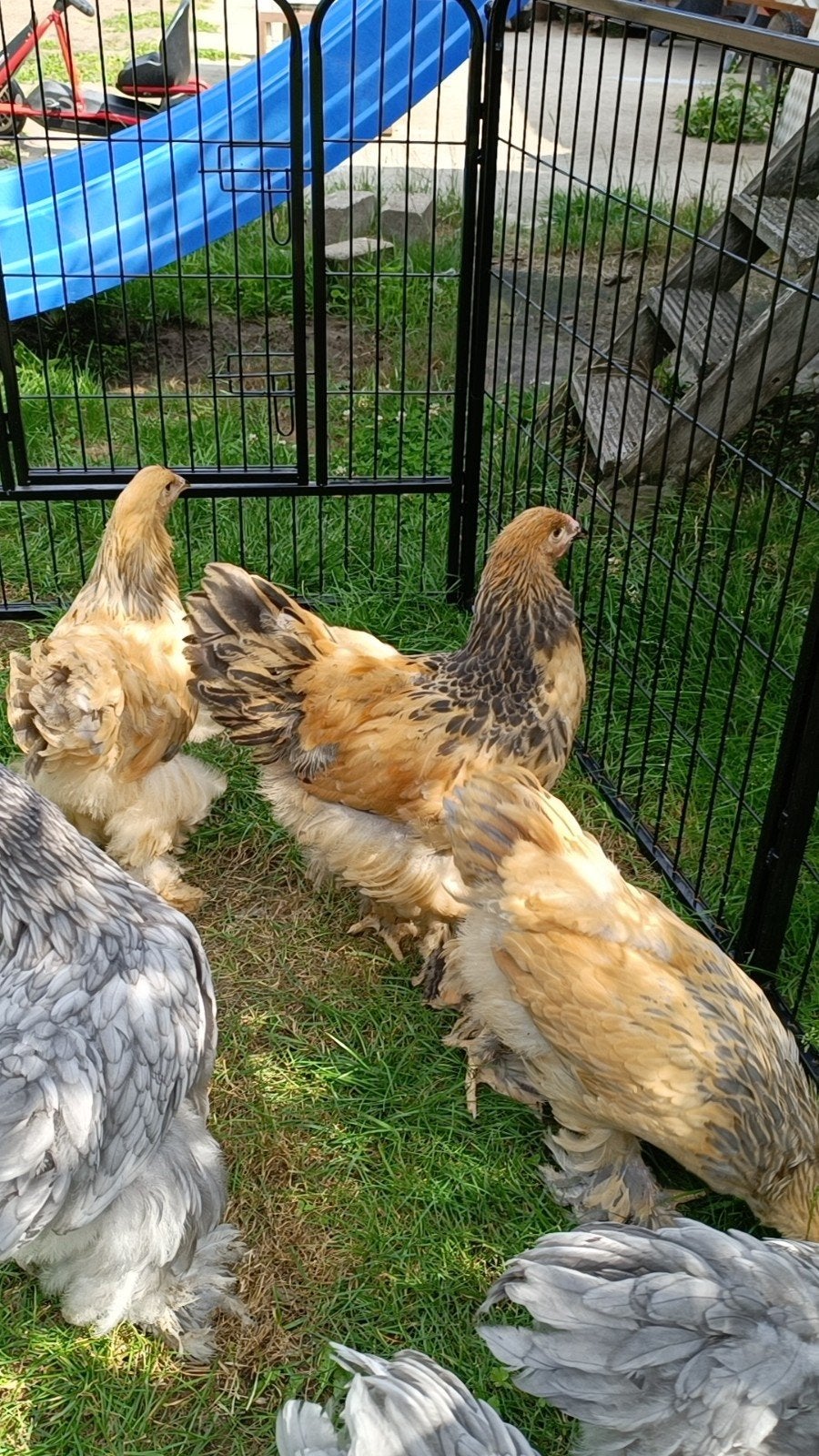 Brahma Groothoenders DUO, Plusieurs animaux, Poule ou poulet