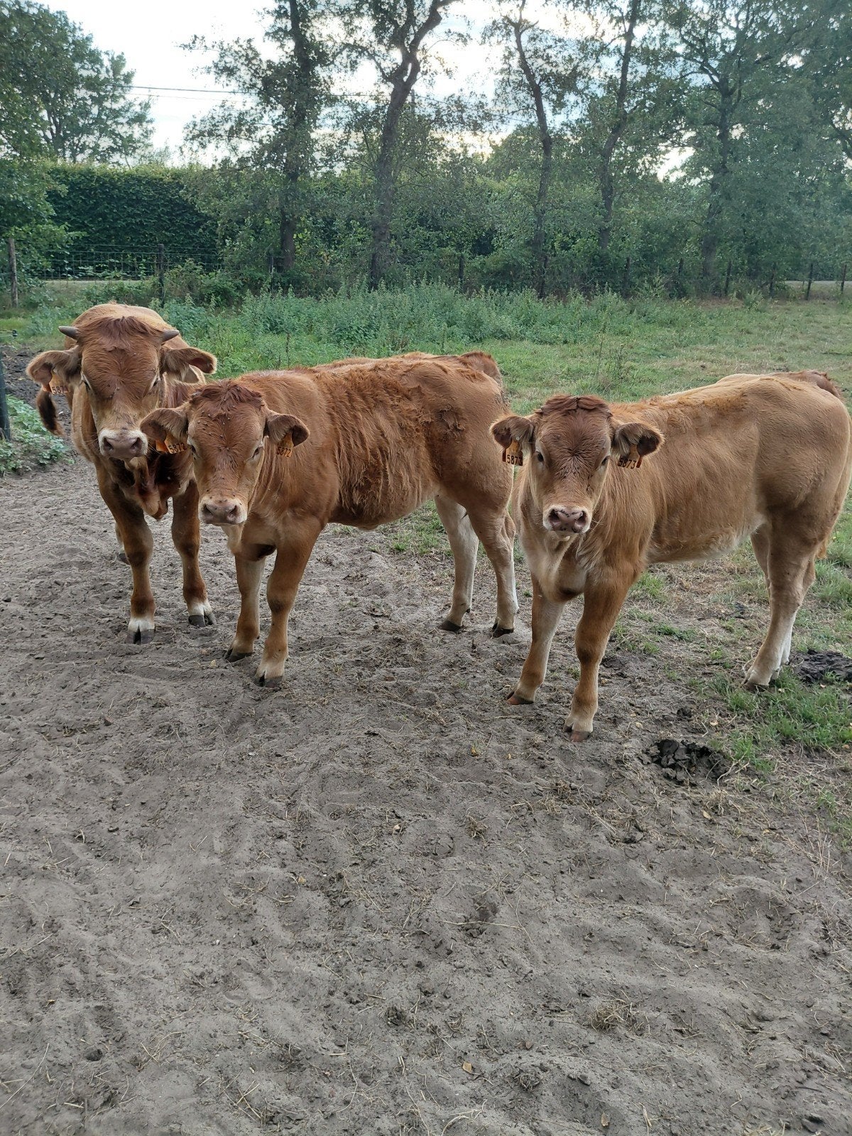 1stier 2vaarsjes van limousin ras, Dieren en Toebehoren, Runderen, Meerdere dieren