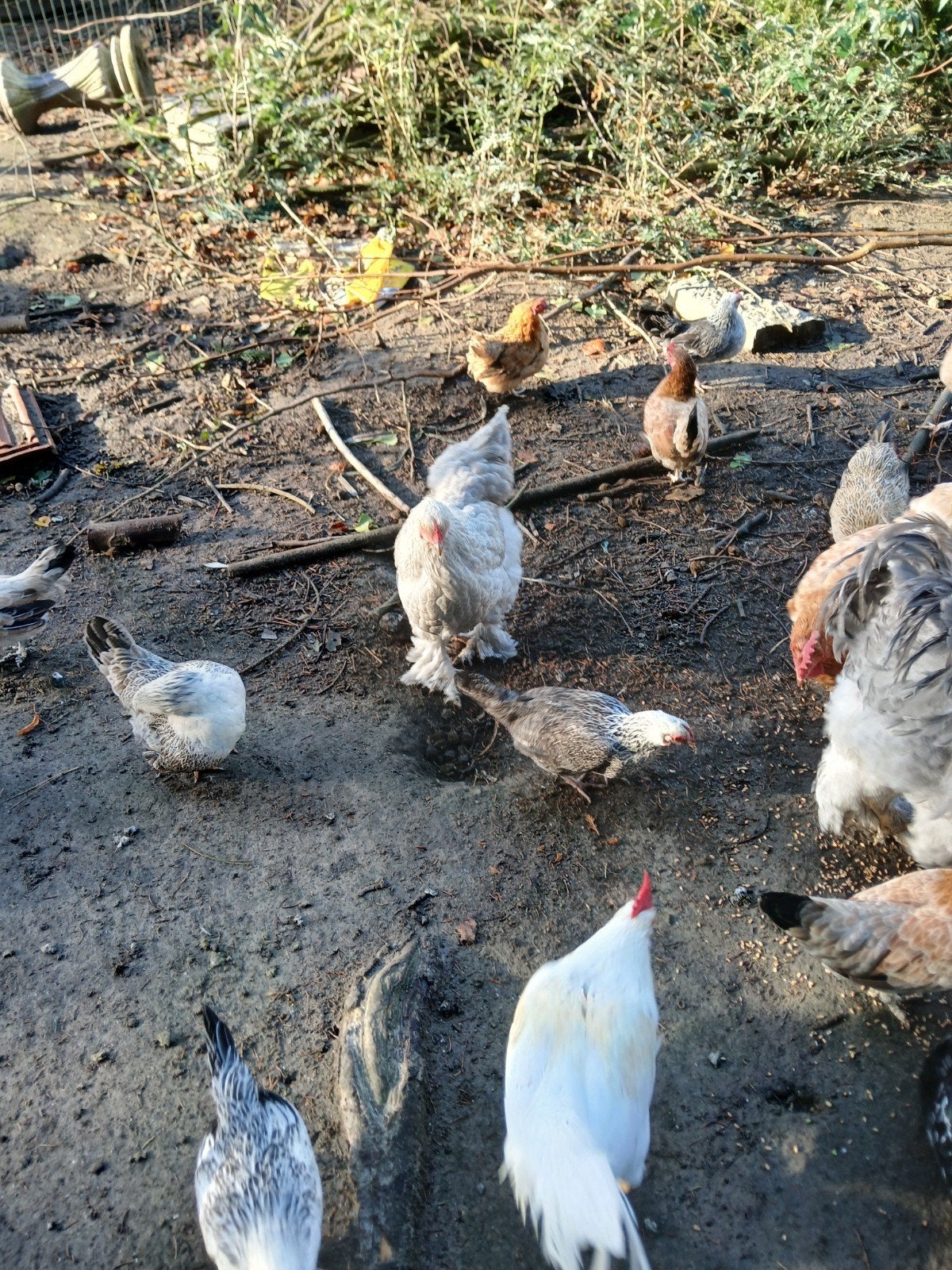 Engelse kippen, Dieren en Toebehoren, Meerdere dieren, Kip