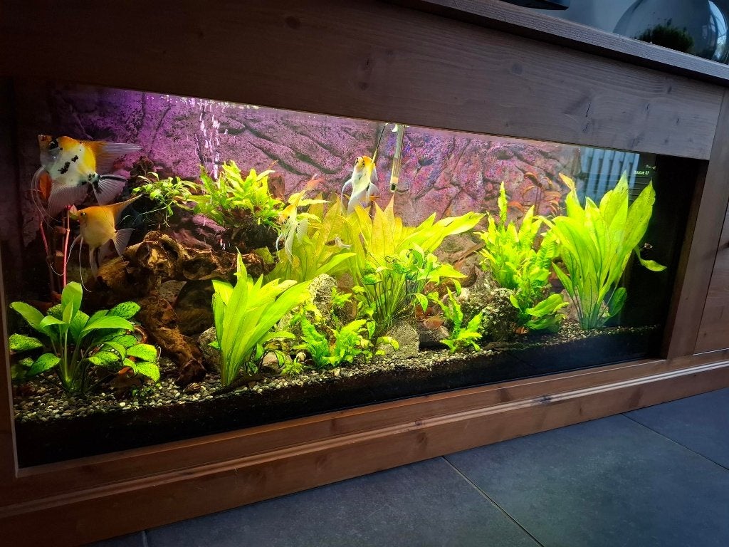 Volledig uitgerust aquarium met vissen en toebehoren, Dieren en Toebehoren, Ophalen, Overige merken, Inclusief vissen, Gevuld zoetwateraquarium