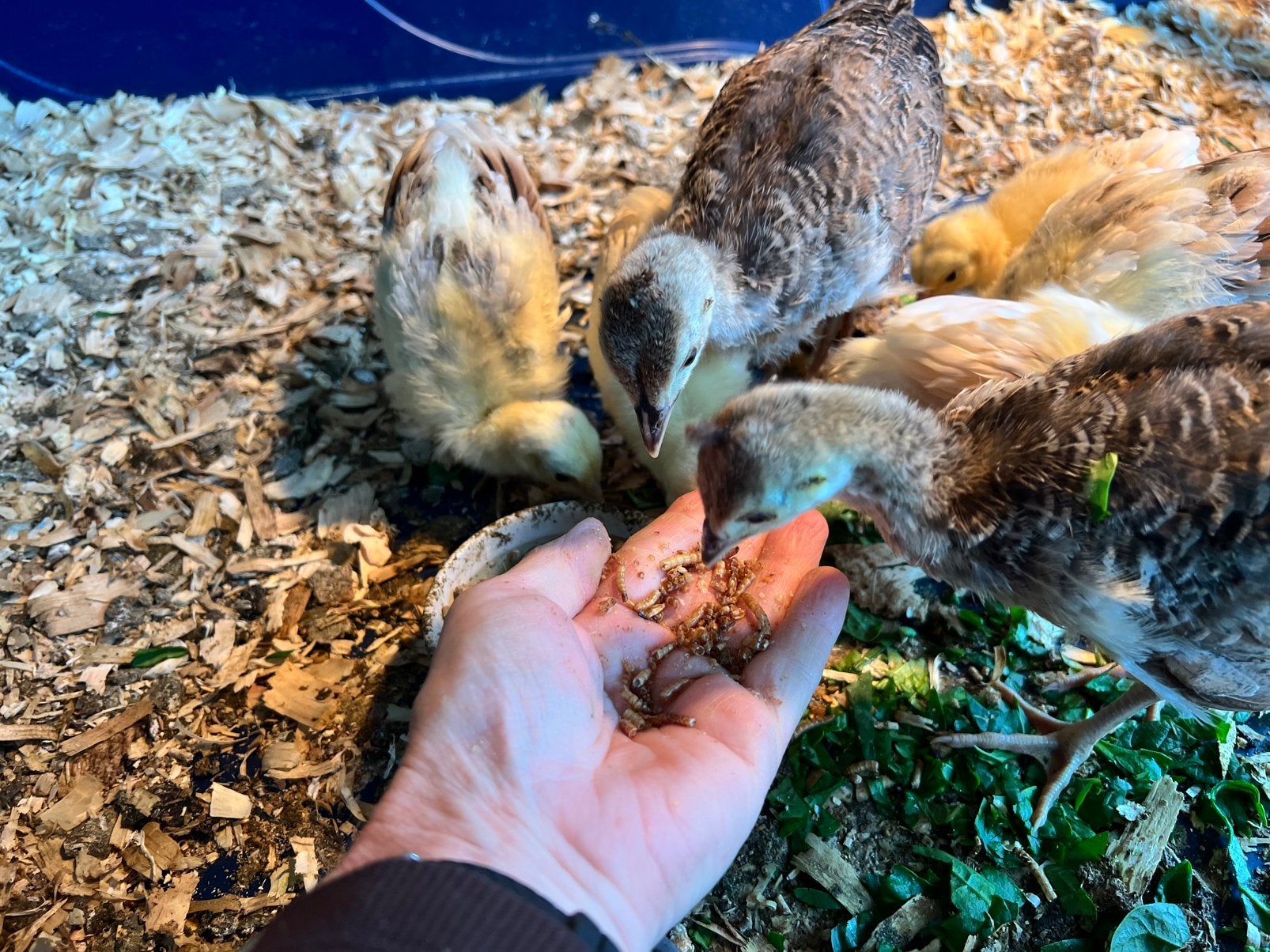Zwartvleugel pauw kuikens, Dieren en Toebehoren