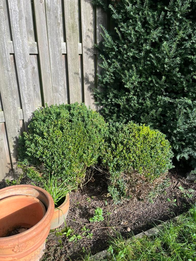 Buxus bollen, Ophalen, Bolboom, Minder dan 100 cm