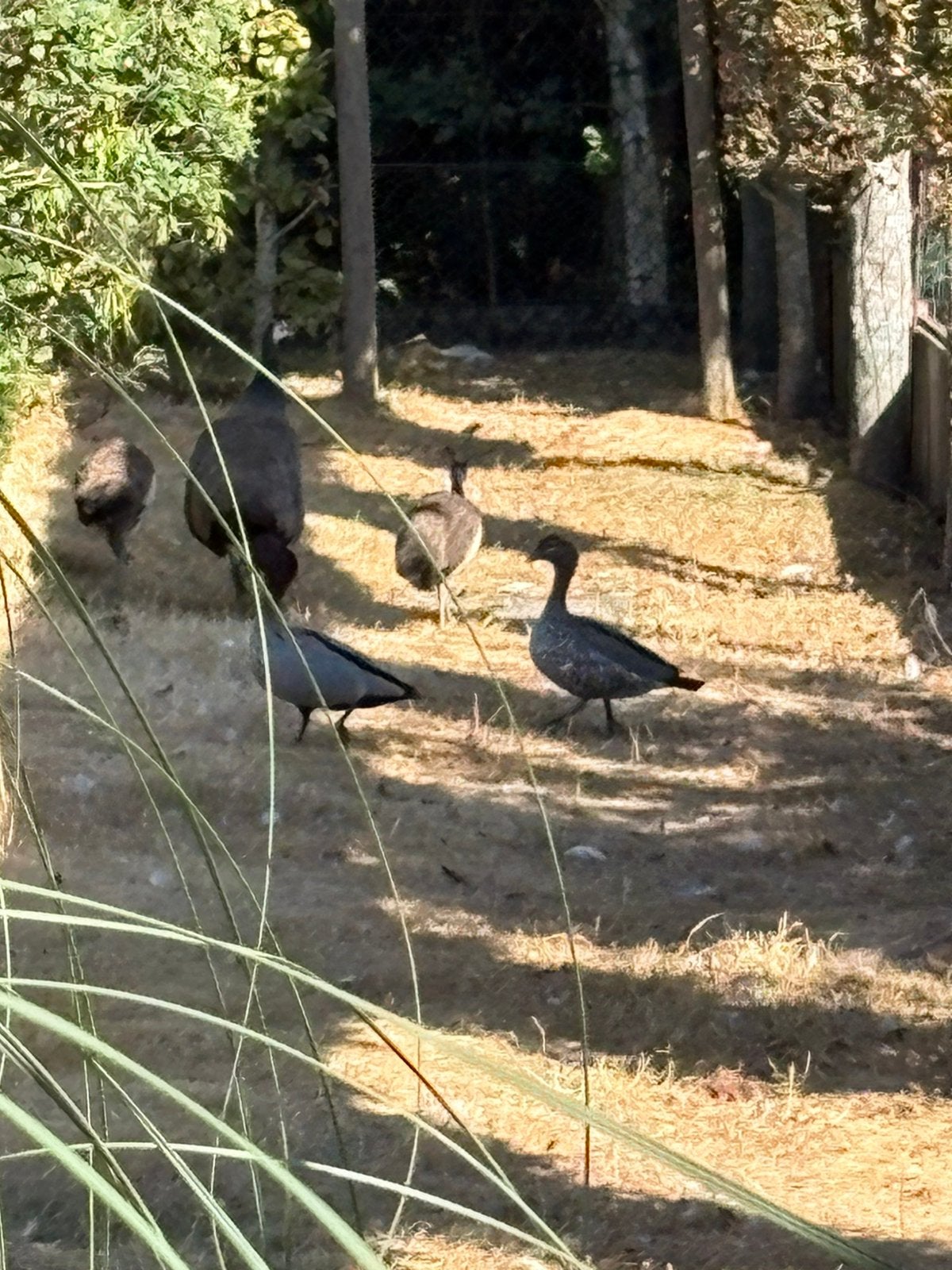 Manenganzen, Dieren en Toebehoren, Meerdere dieren, Gans of Zwaan
