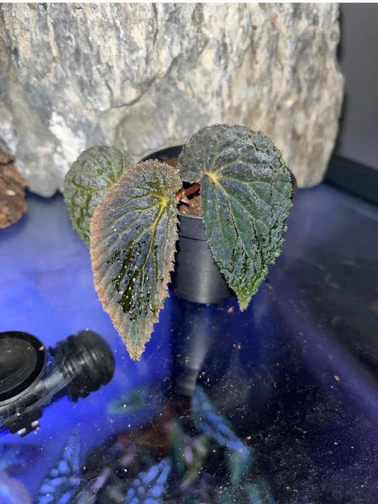 Begonia SP Borneo, Huis en Inrichting, Kamerplanten, Overige soorten, Bloeiende kamerplant, In pot, Ophalen of Verzenden