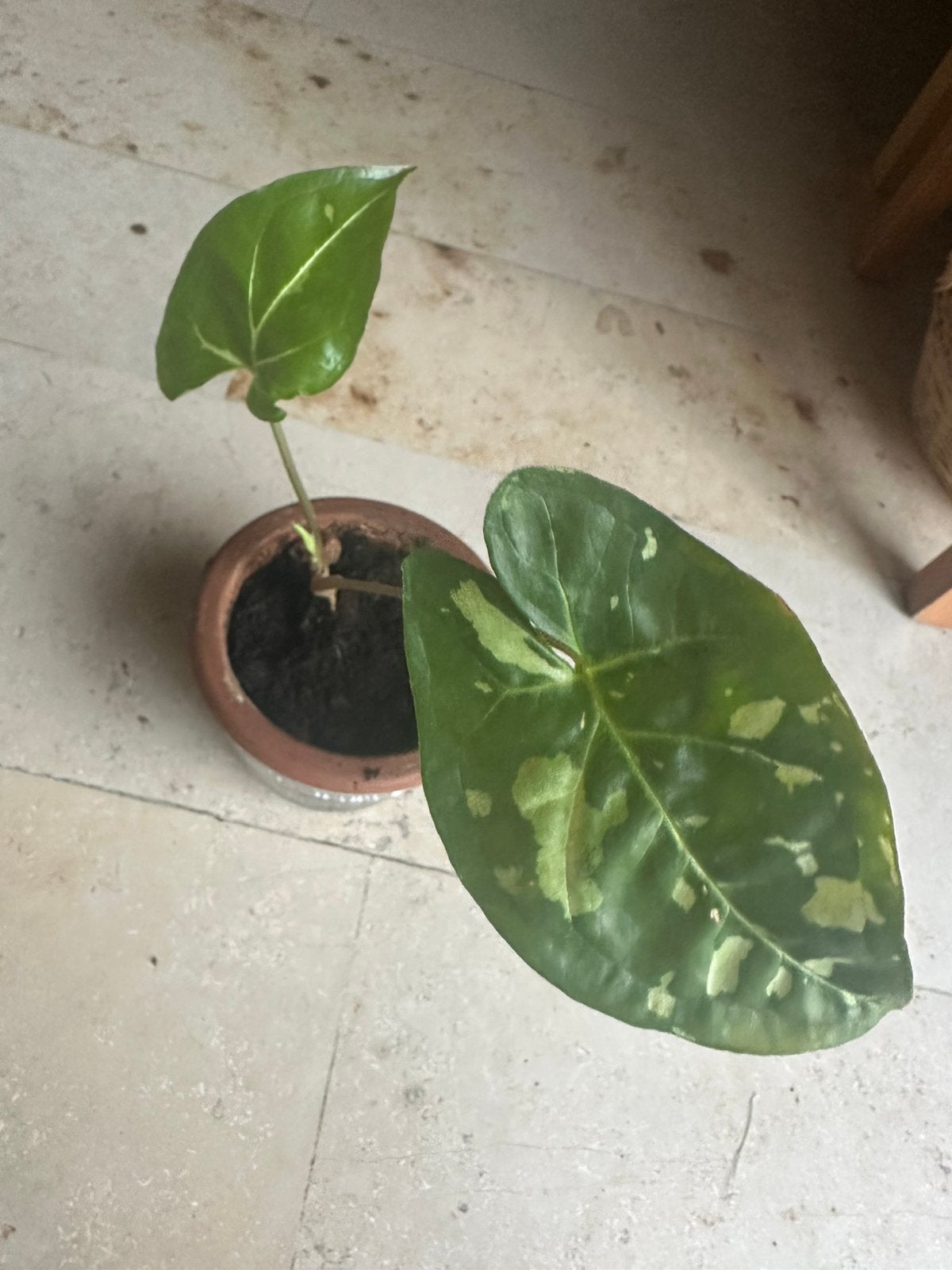 Syngonium panda rare, Enlèvement ou Envoi