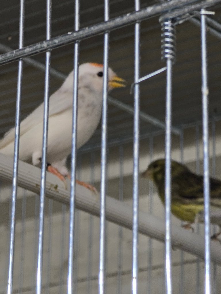 Barmsijs, Dieren en Toebehoren, Kleurkanarie