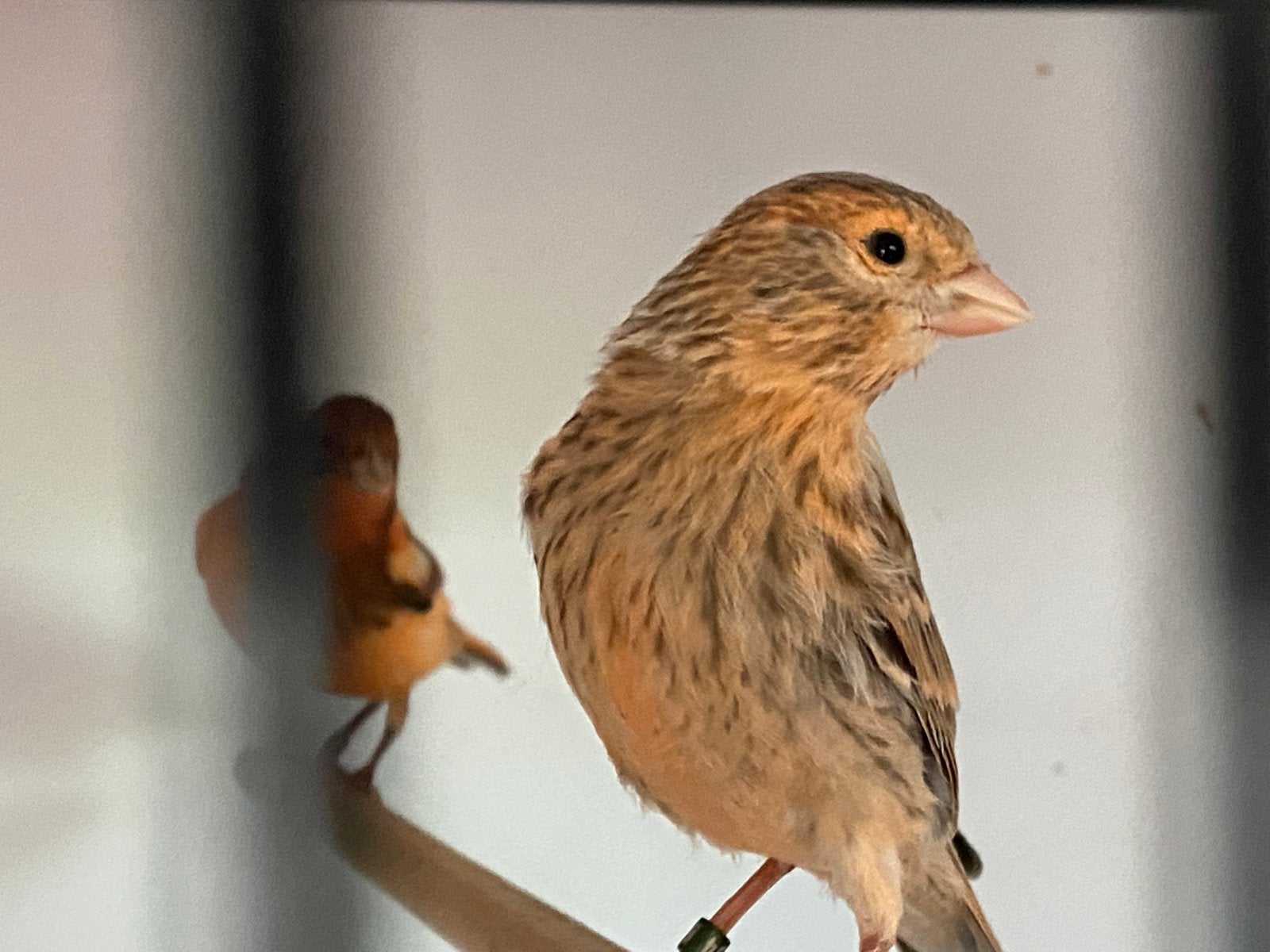 Kanaries agaat rood mozaïek 2026, Dieren en Toebehoren, Vogels | Kanaries