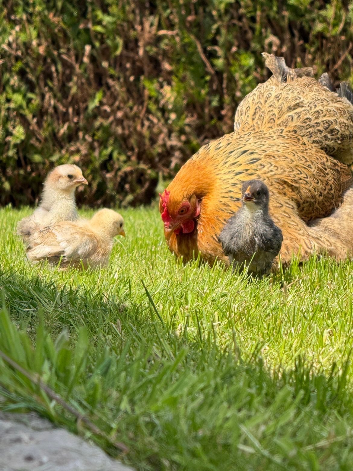 Broedeieren van cochin kriel, Dieren en Toebehoren, Kip
