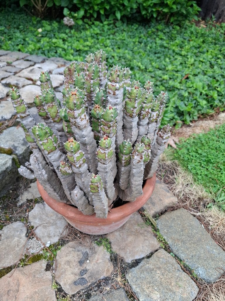 Cactus, Huis en Inrichting, Kamerplanten, Cactus, Minder dan 100 cm, Groene kamerplant, Volle zon, Ophalen