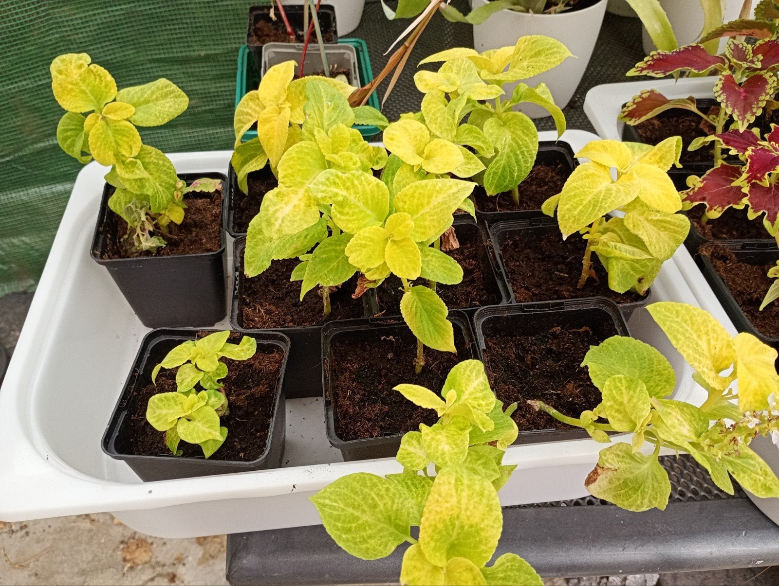stekjes siernetels coleus, Tuin en Terras, Planten | Fruitbomen, Ophalen