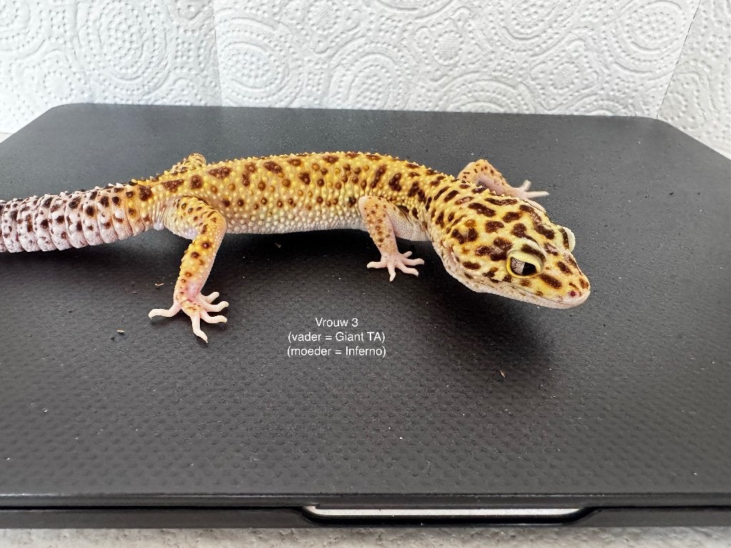 luipaardgekko vrouw, Hagedis, 0 tot 2 jaar