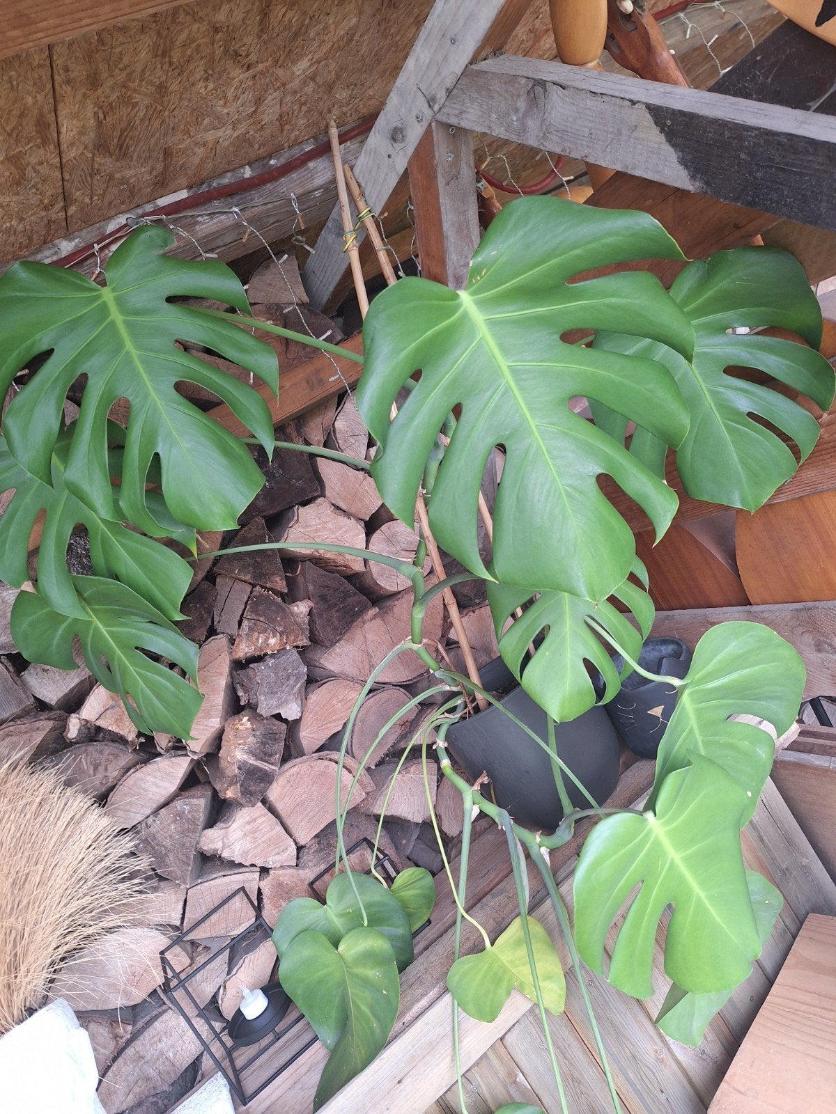 monstera, Ophalen, Vaste plant, Halfschaduw