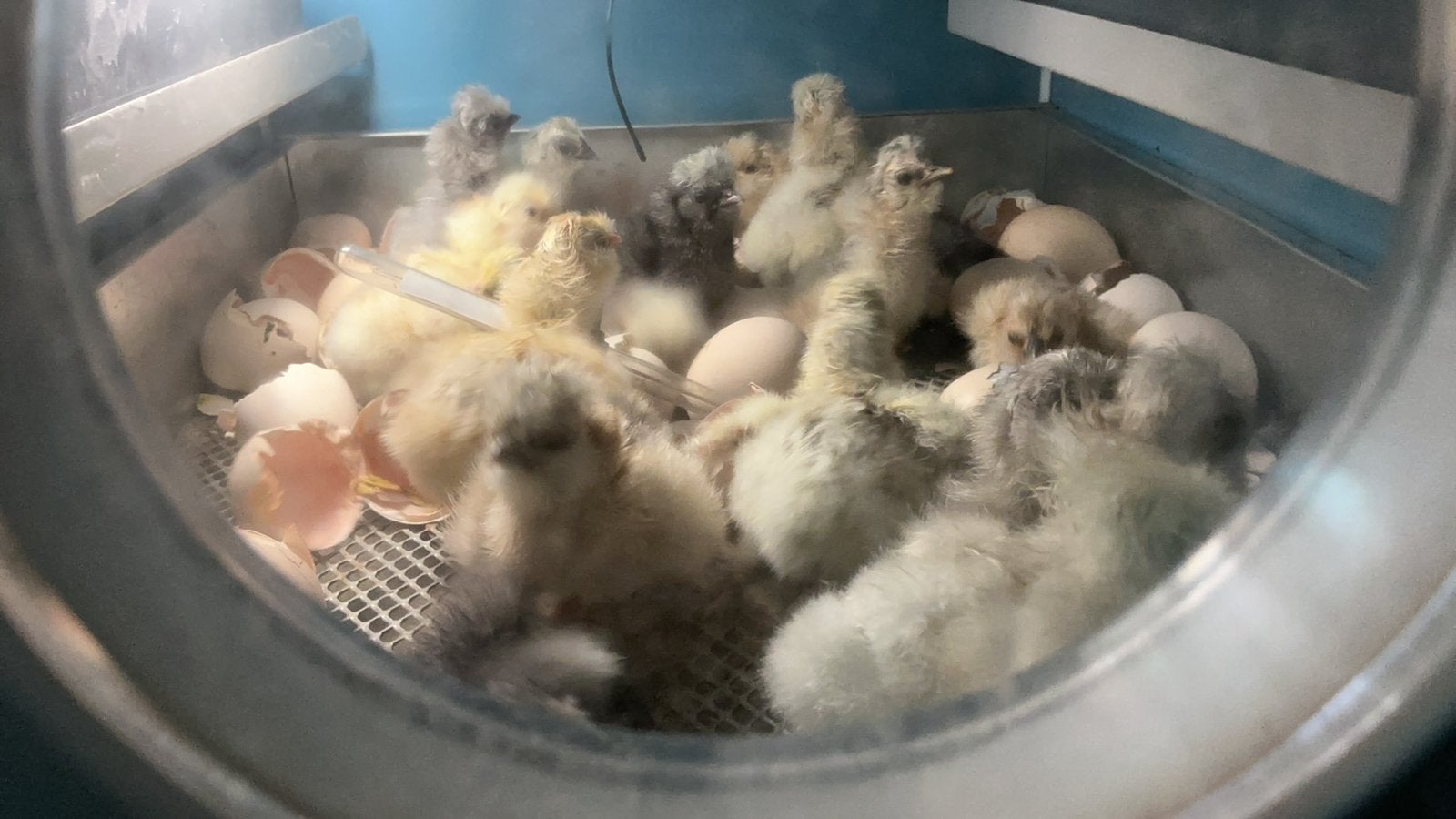Usa zijdehoen, Dieren en Toebehoren, Pluimvee, Geslacht onbekend, Kip