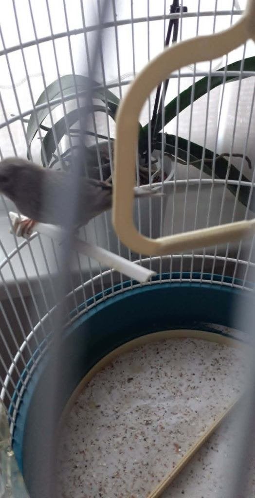 vogels, Dieren en Toebehoren, Mannelijk, Geringd