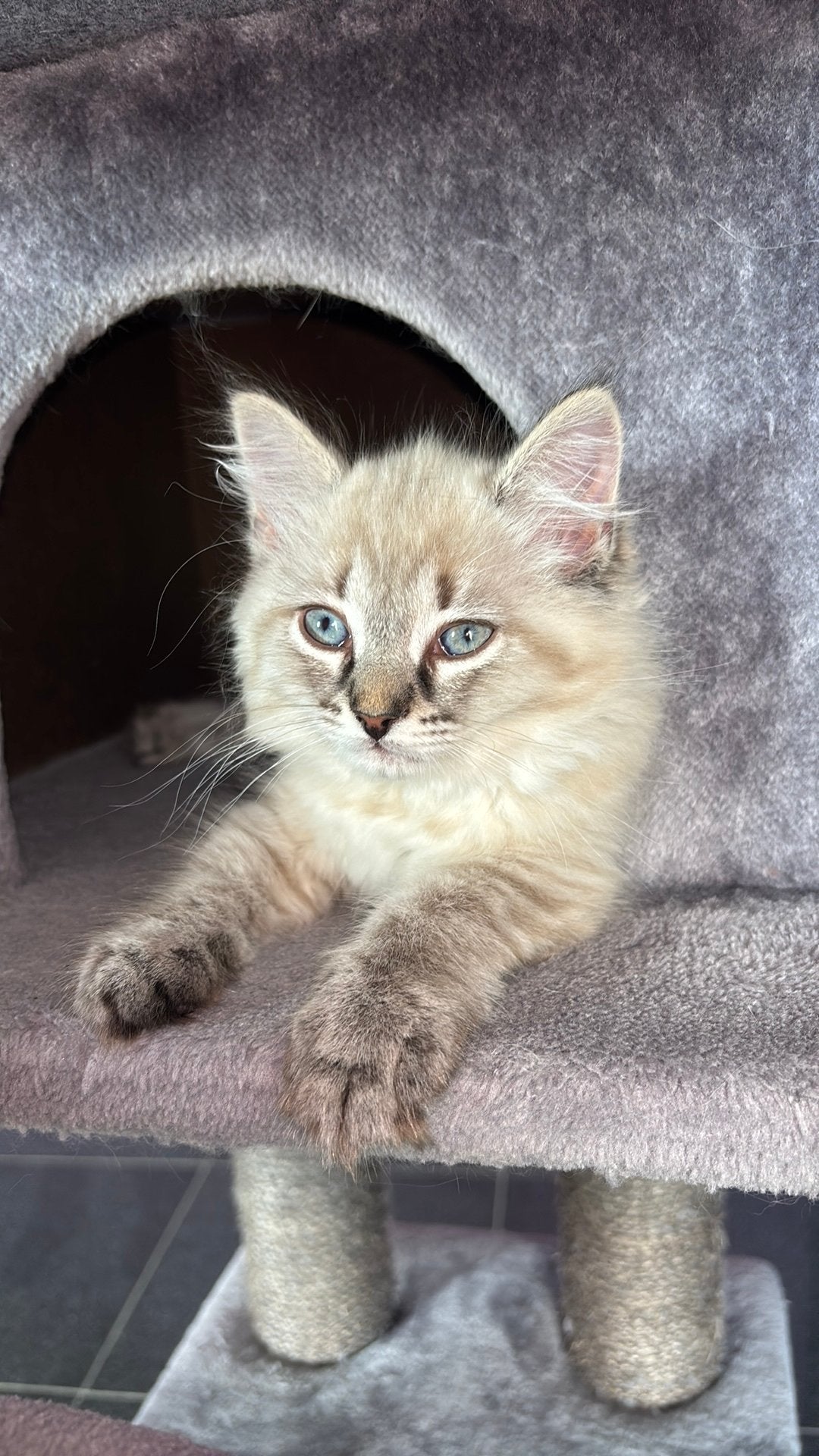 Les chatons Ragdoll sont autorisés à y aller, Animaux & Accessoires, Chat, Vermifugé, 0 à 2 ans