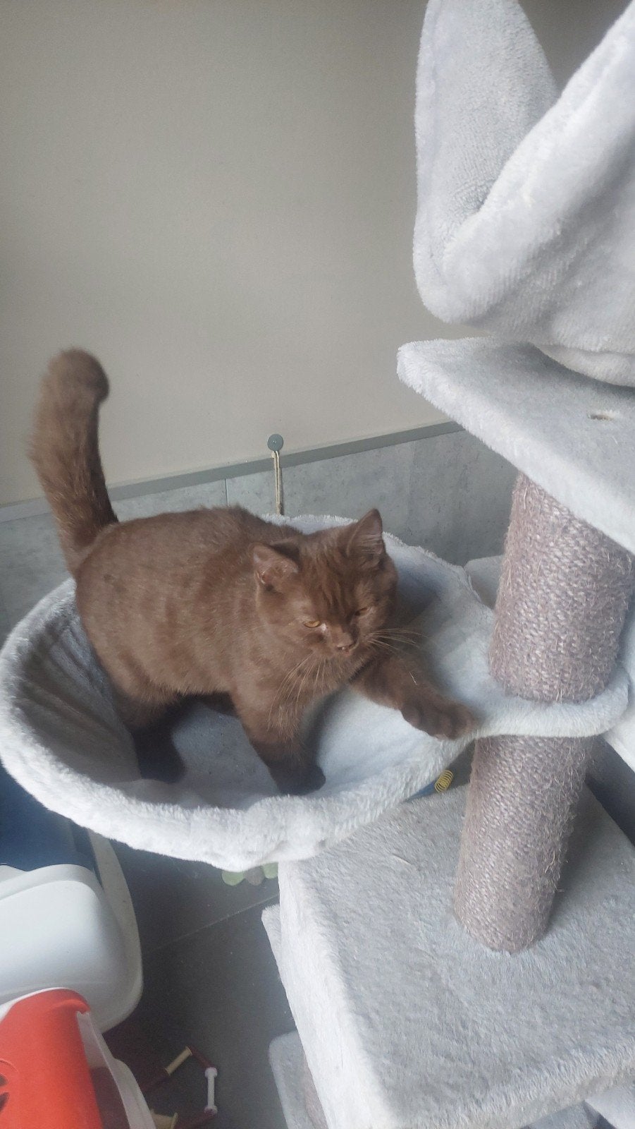 BRITSE KORTHAAR KITTEN MET STAMBOOM, Poes, Met stamboom, 0 tot 2 jaar