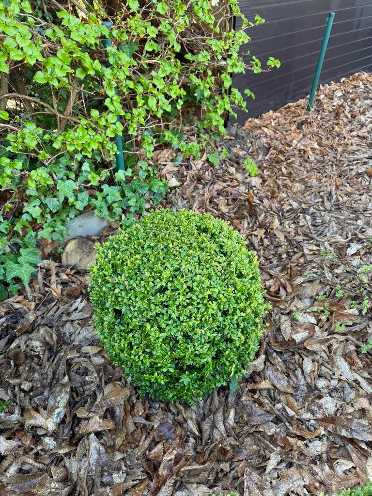 Buxus, Ophalen, Buxus