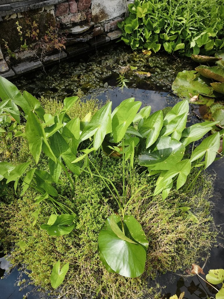 Pijlkruid - vijverplant - per plant te koop, Ophalen, Zo goed als nieuw