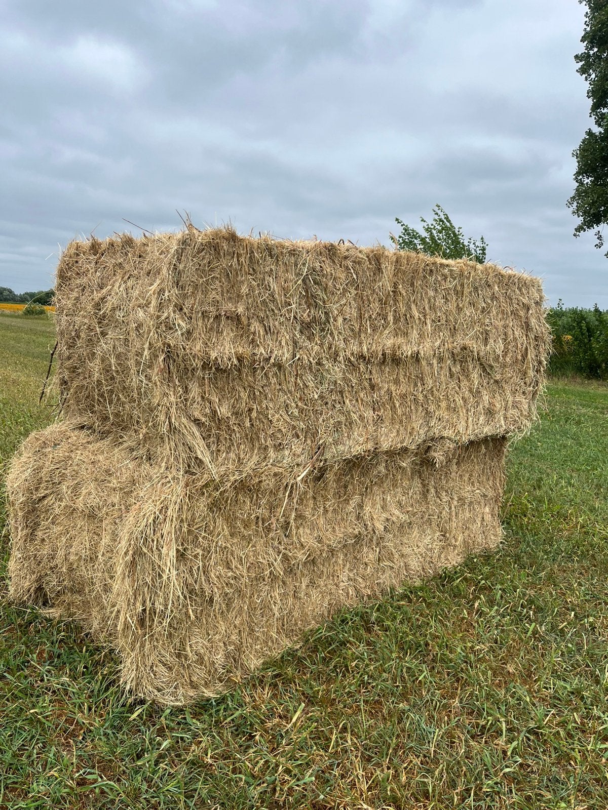 Grote pakken hooi, Zakelijke goederen, Landbouw | Veevoer, Ophalen