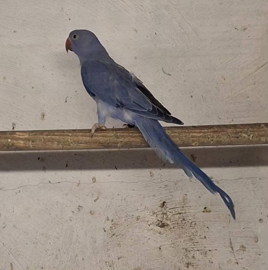 Violet halsbandparkieten, Dieren en Toebehoren, Parkiet, Geringd