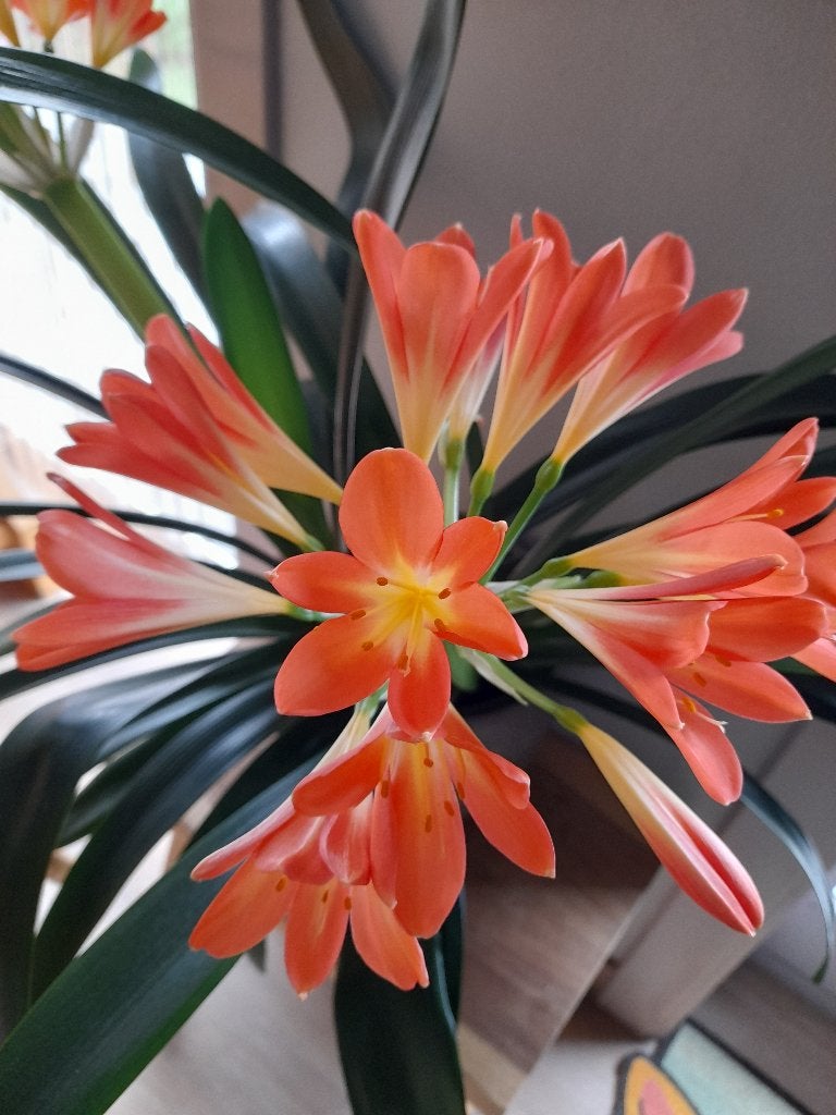 Clivia ( geeft elk voorjaar prachtige bloemen <3 ), Ophalen