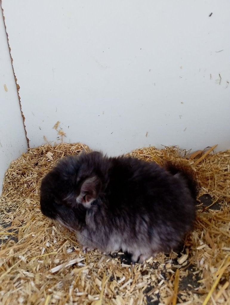 chinchillas, Mai, Mâle, Chinchilla