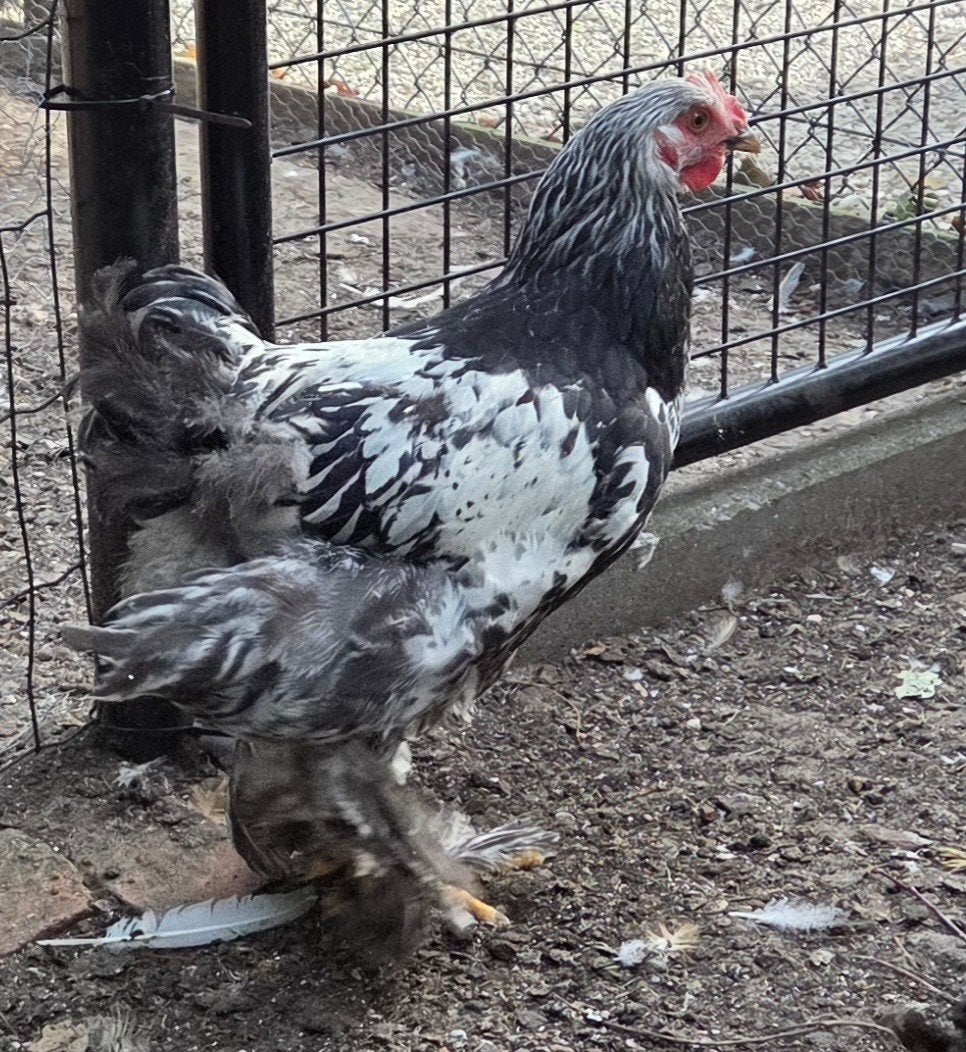 Jonge brahmahanen, Animaux & Accessoires