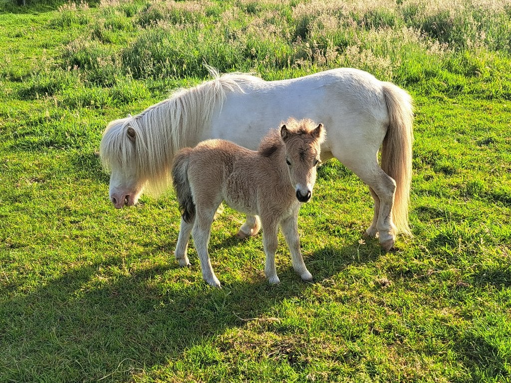 Merrie veulen met shetland stamboekpapieren, Dieren en Toebehoren, Merrie, Niet van toepassing, Met stamboom, 0 tot 2 jaar