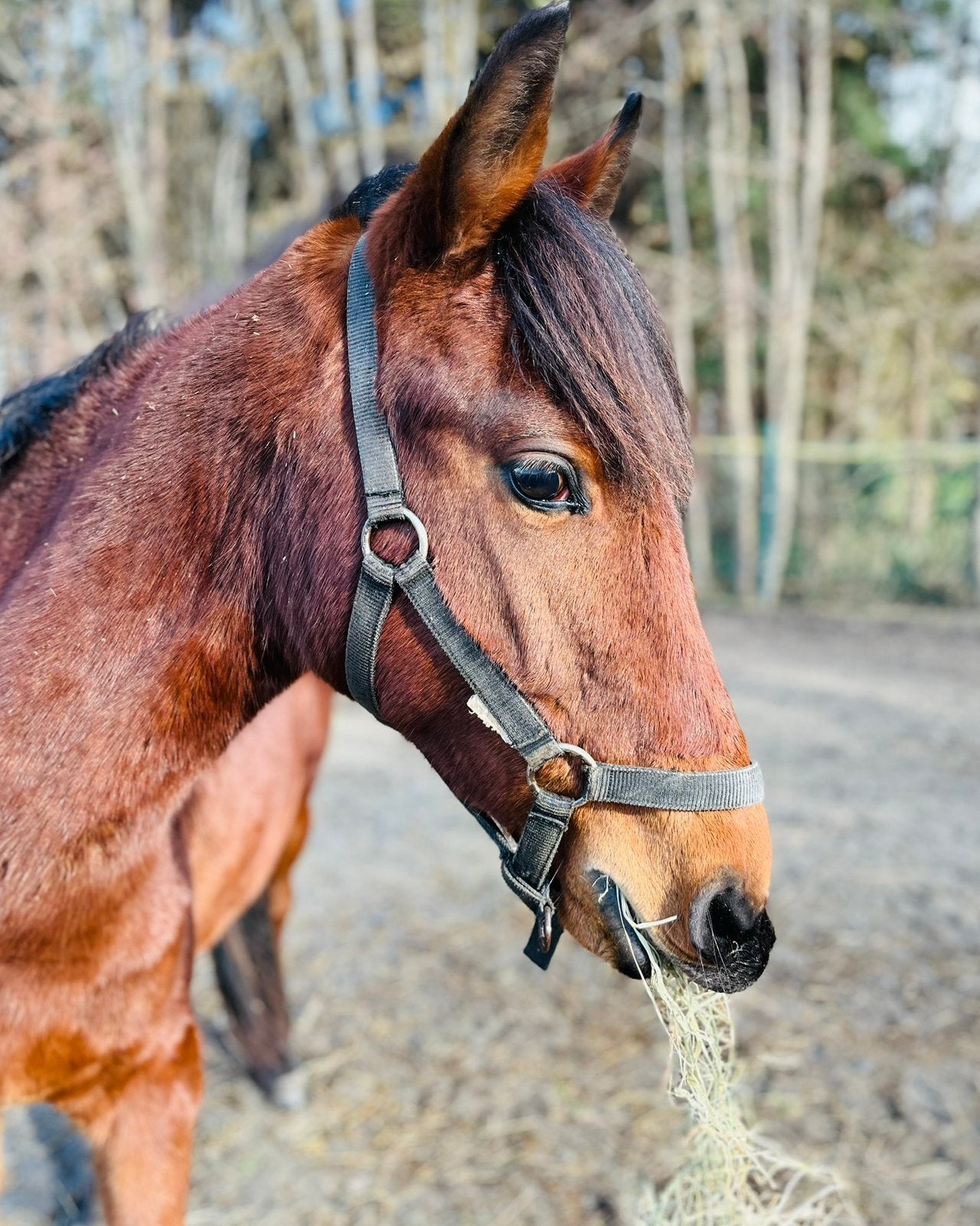 4 jarige ruin, Dieren en Toebehoren, Ruin, Zadelmak, Springpony, 3 tot 6 jaar