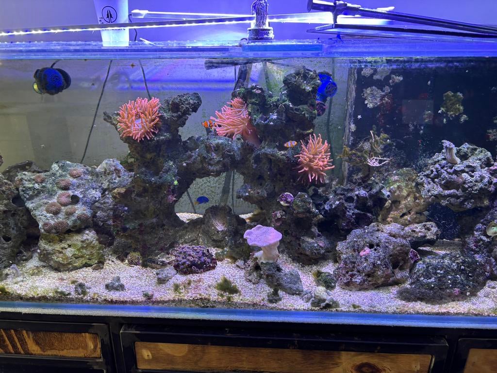 Aquarium marin, Enlèvement, Comme neuf