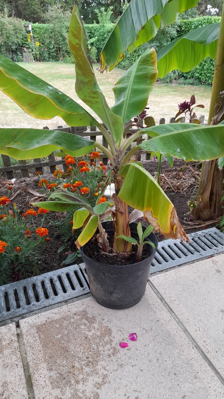 Cavendish bananenboompjes, Tuin en Terras, Planten | Tuinplanten, Ophalen, Volle zon