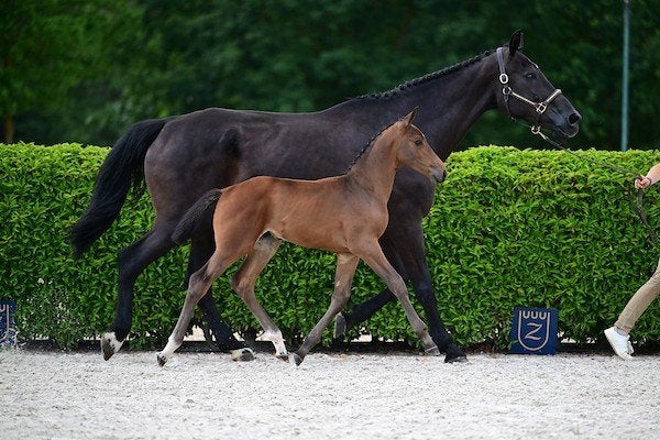fokmerrie 16j zus van een 160 paard, Dieren en Toebehoren