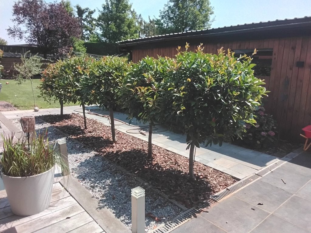 5 red robin op stam, Jardin & Terrasse, Plantes | Arbres, Enlèvement, Autres espèces, 100 à 250 cm
