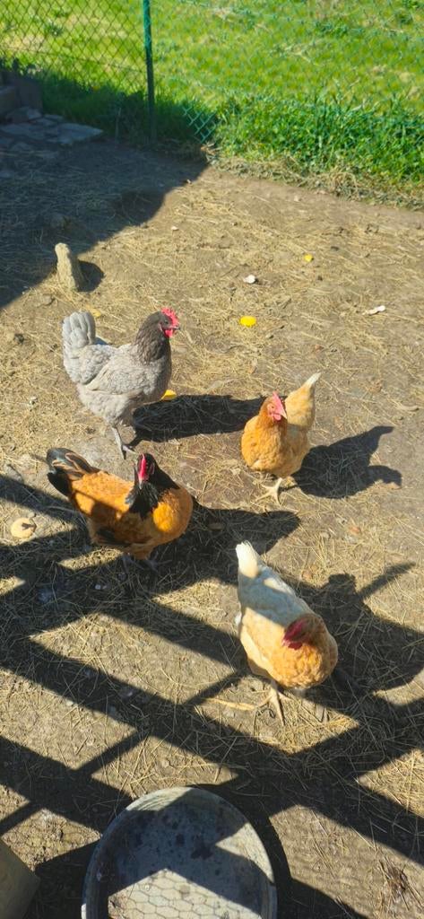 Accessoire poules