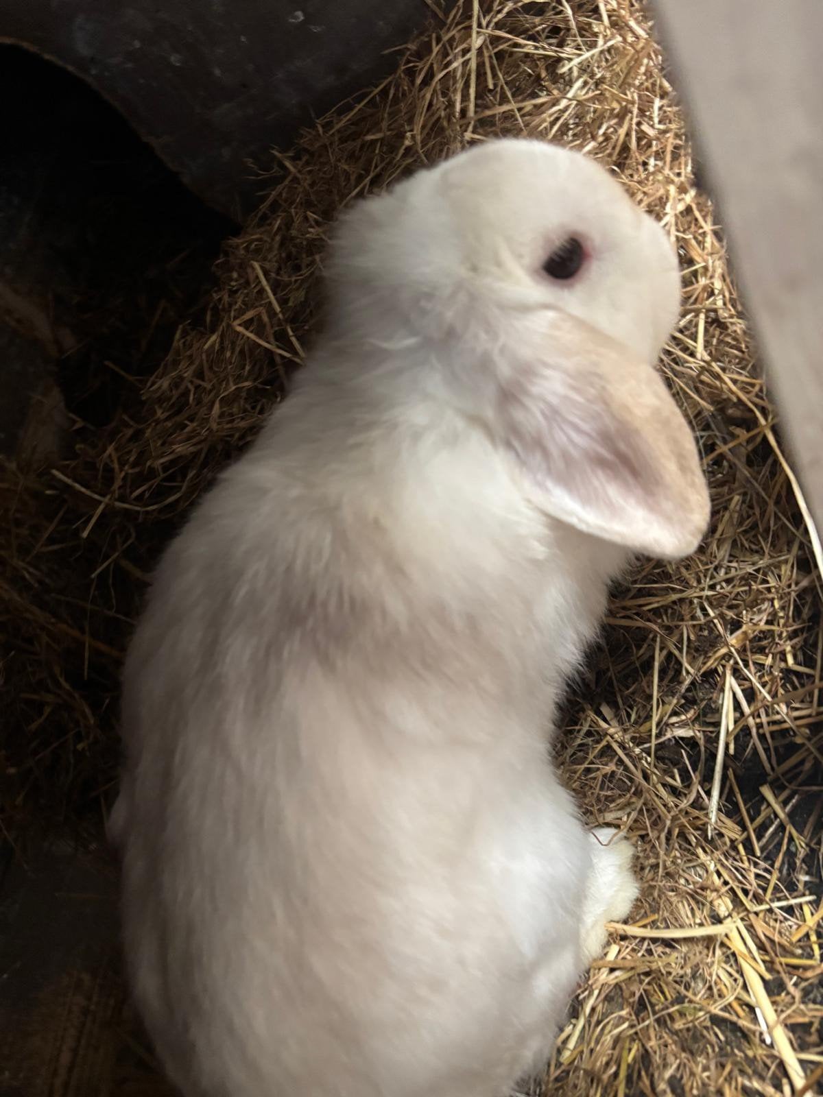 ❤️Mooie tamme konijntjes, Dieren en Toebehoren, Konijnen, Meerdere dieren, Hangoor, 0 tot 2 jaar