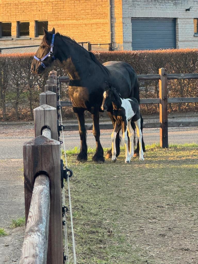 Frisse stermerrie