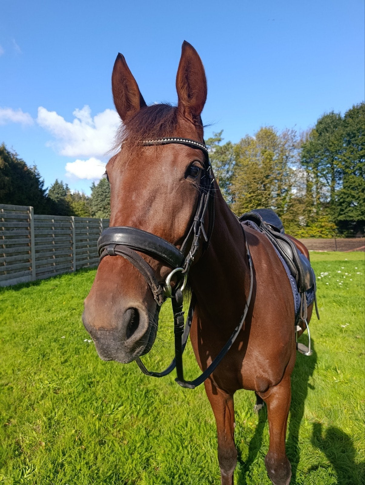 Super lieve merrie, Dieren en Toebehoren, Merrie