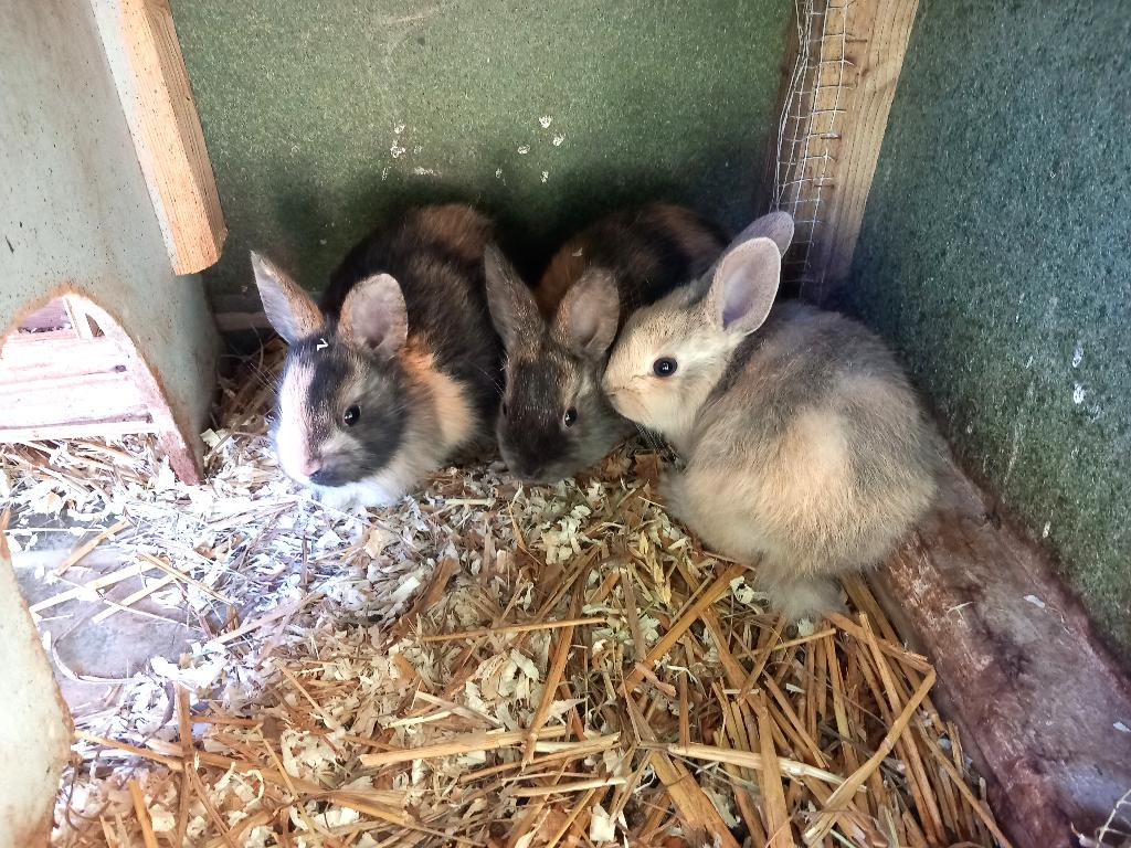Lapins nains, Animaux & Accessoires, Lapins, Mâle, Nain
