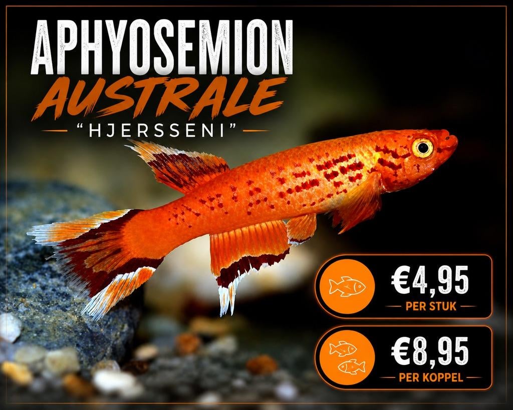 Aphyosemion australe hjersseni, Vis, Zoetwatervis, Schoolvis