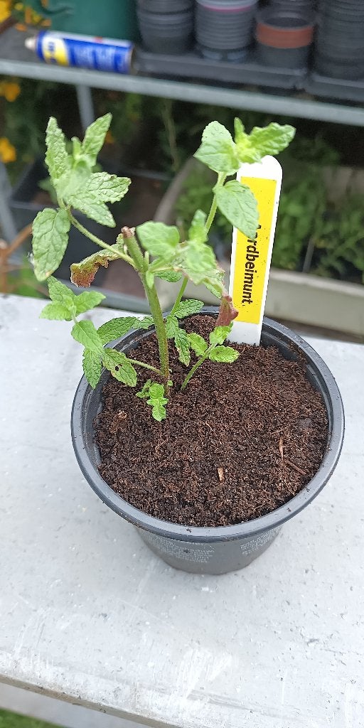 50  verschillende smaken van munt, Tuin en Terras, Planten | Tuinplanten, Ophalen, Vaste plant, Halfschaduw, Kruiden