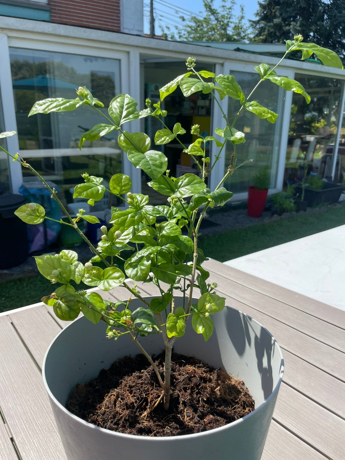 Jasmin 50 cm en pot., Tuin en Terras, Planten | Fruitbomen, Ophalen, In pot, Halfschaduw, 100 tot 250 cm