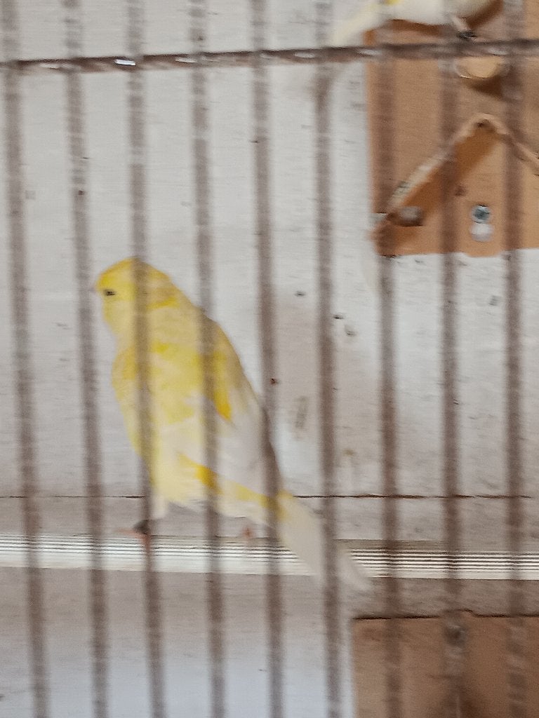 kanarie pop, Dieren en Toebehoren, Vrouwelijk, Zangkanarie