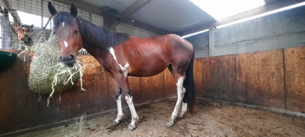 Paint merrie, Animaux & Accessoires, Chevaux, Moins de 160 cm, Cheval western, Avec pedigree, 0 à 2 ans