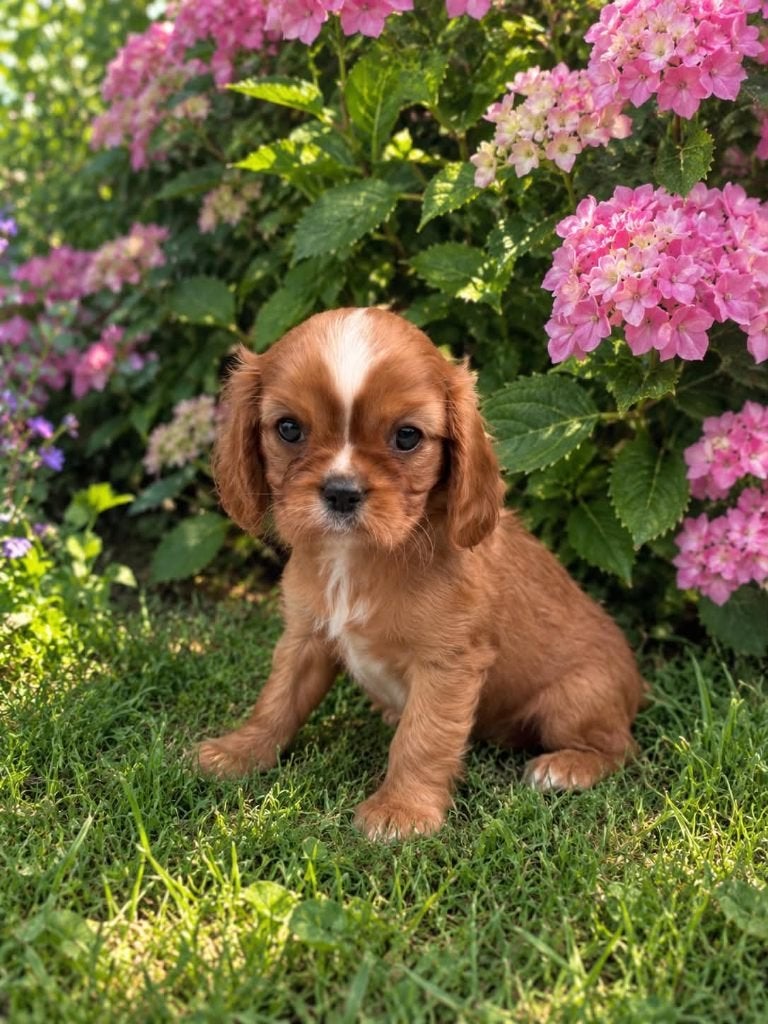 cavalier king charles spaniel, België, CDV (hondenziekte), 8 tot 15 weken, Meerdere