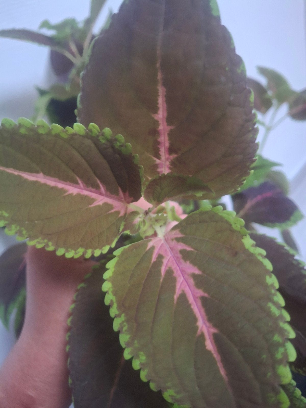 Plante Coleus, Enlèvement ou Envoi