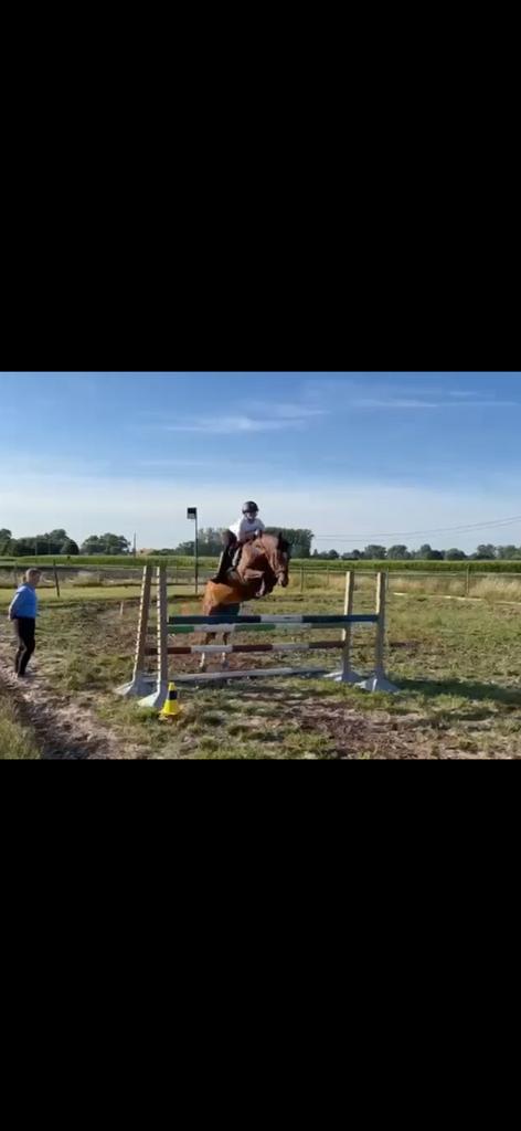 7jarige D-pony merie te koop, Dieren en Toebehoren, Merrie, Met stamboom, Niet van toepassing, Springpony