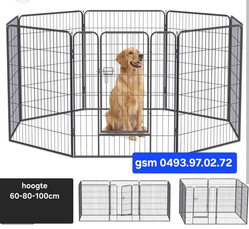 hondenren-puppyren nieuw in de doos Afhalen in Beringen, Ophalen