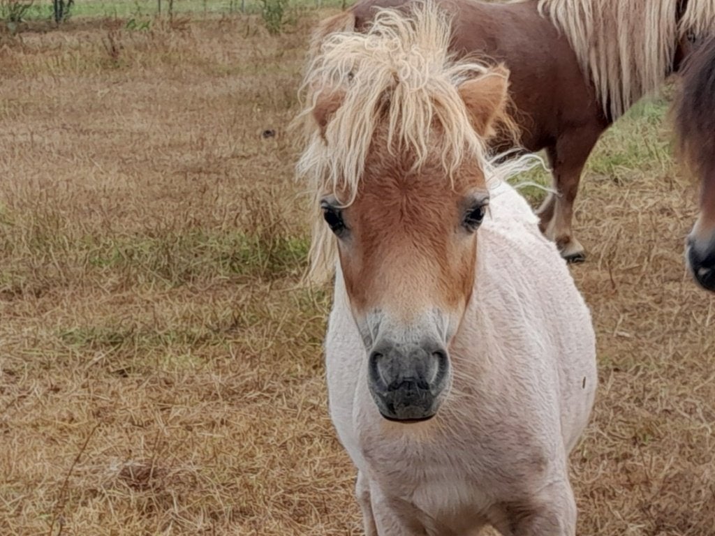 shetland veulen