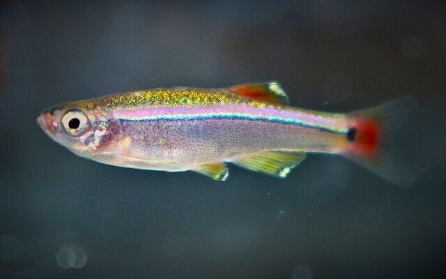 chinese danio tanichthys albonubes, Animaux & Accessoires, Poissons | Poissons d'aquarium, Poisson, Poisson d'eau douce, Banc de poissons
